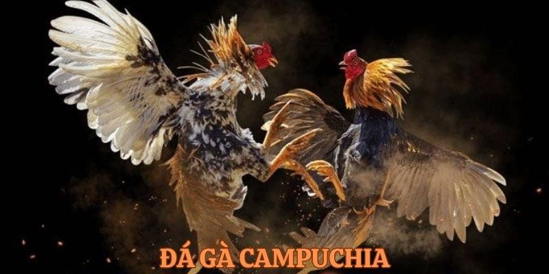 Đá gà campuchia U888