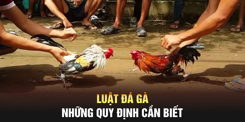 Luật đá gà campuchia U888